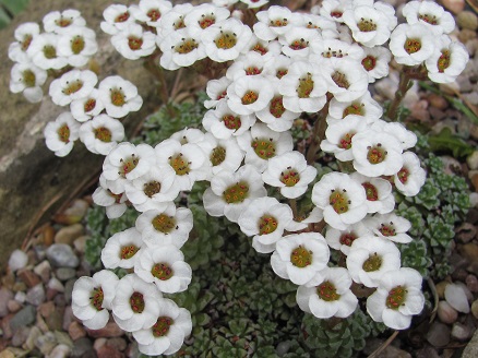 Saxifraga stolitzkae